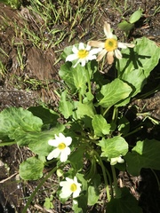 Caltha leptosepala