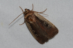 Ochropleura