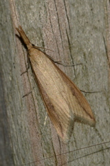 Donacaula melinellus