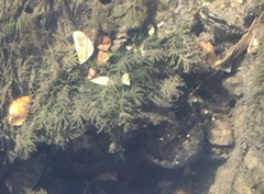 Fissidens fontanus