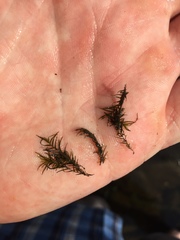 Fissidens fontanus
