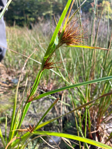 Image of Rhynchospora macrostachya by no rights reserved