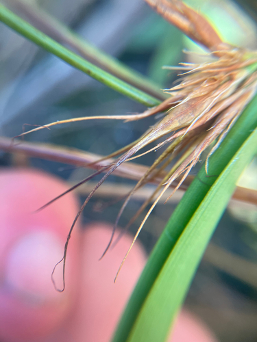Image of Rhynchospora macrostachya by no rights reserved