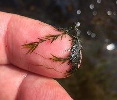 Fissidens fontanus