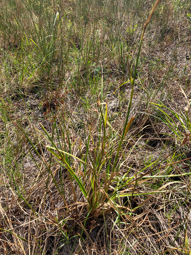 Image of Rhynchospora macrostachya by no rights reserved