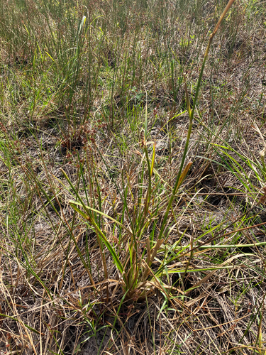 Image of Rhynchospora macrostachya by no rights reserved