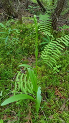 Platanthera aquilonis