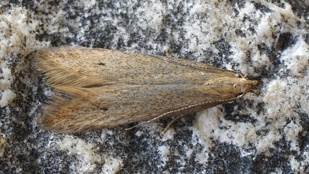 Xystophora carchariella