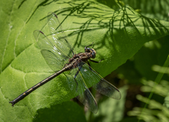 Phanogomphus lividus