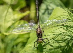 Phanogomphus lividus