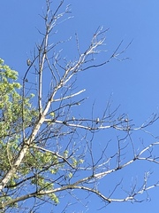 Tachycineta bicolor