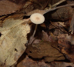 Collybiopsis subnuda
