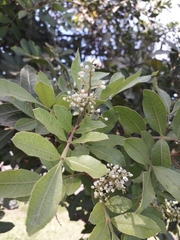 Schinus terebinthifolia