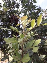 Schinus terebinthifolia
