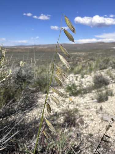Image of Melica stricta by (c) Matt Berger, some rights reserved (CC BY)