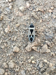 Xanthochilus saturnius