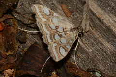 Elophila ekthlipsis