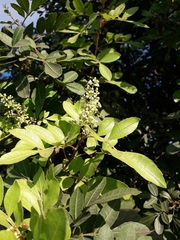 Schinus terebinthifolia