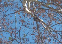 Parabuteo unicinctus