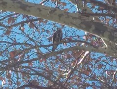 Parabuteo unicinctus
