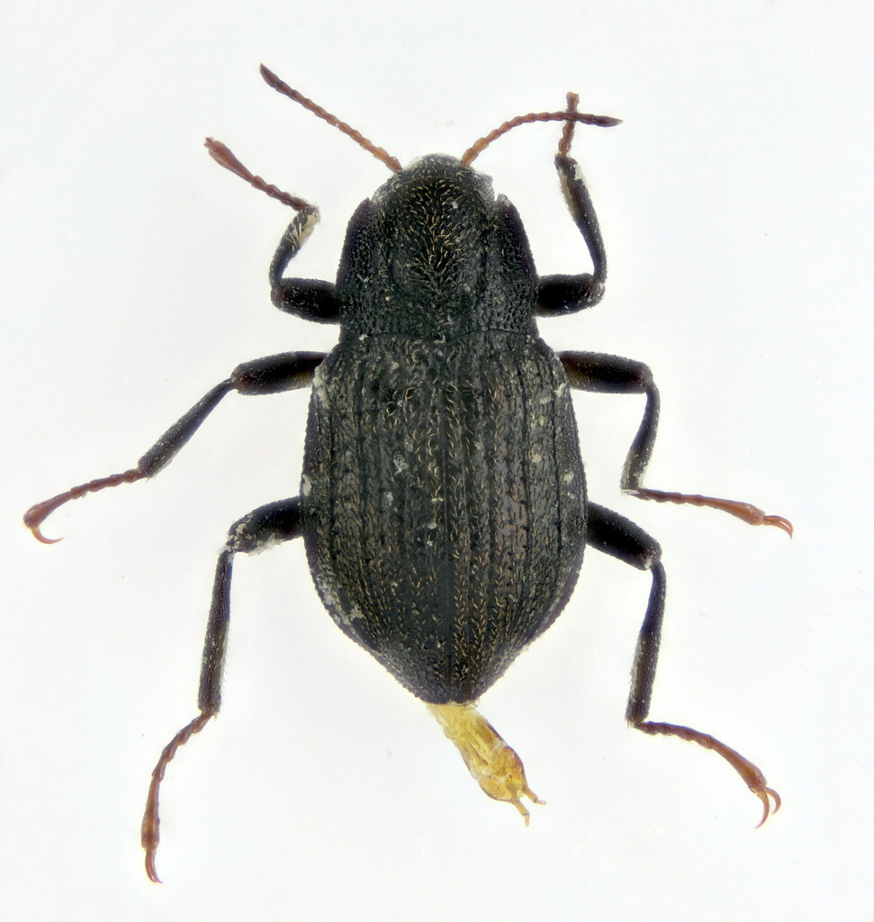 Elmis maugetii