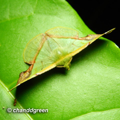 Fascellina plagiata
