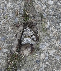 Protodeltote muscosula