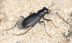 Cicindela nigrior