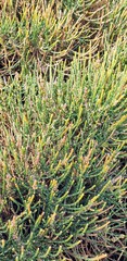 Allocasuarina muelleriana