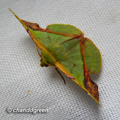 Fascellina plagiata