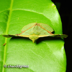 Fascellina plagiata