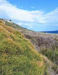 Allocasuarina muelleriana