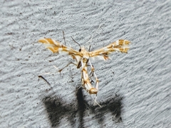 Geina periscelidactylus