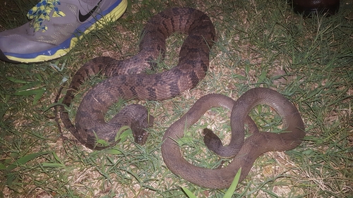 Nerodia rhombifer