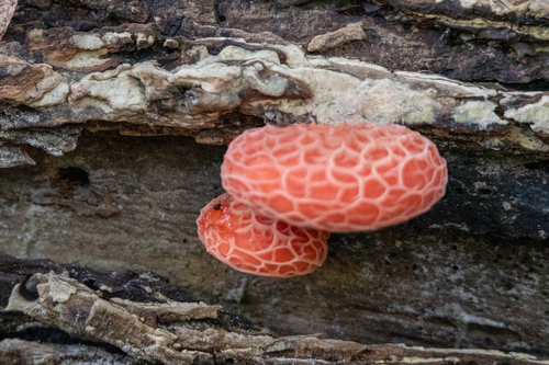 Rhodotus reticeps