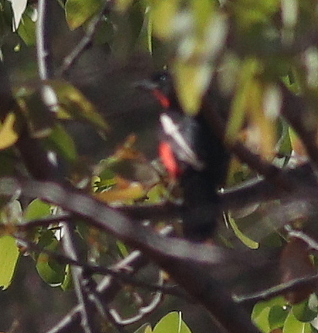 Crimson-breasted Gonolek