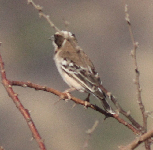 White-browed Sparrow-Weaver