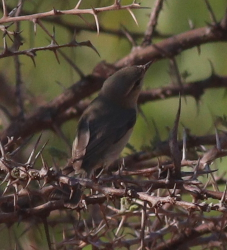 Willow Warbler