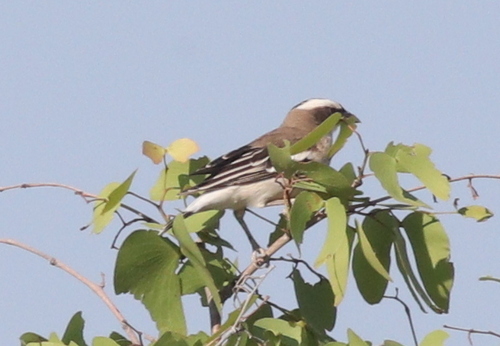 White-browed Sparrow-Weaver