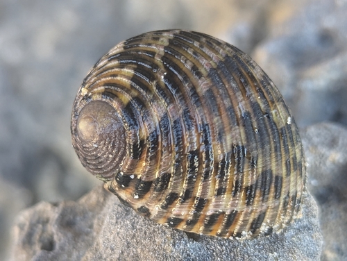 Nerita quadricolor, 2024-10-05