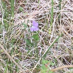 Viola nephrophylla