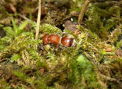 Pseudomethoca frigida