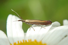 Coleophora mayrella