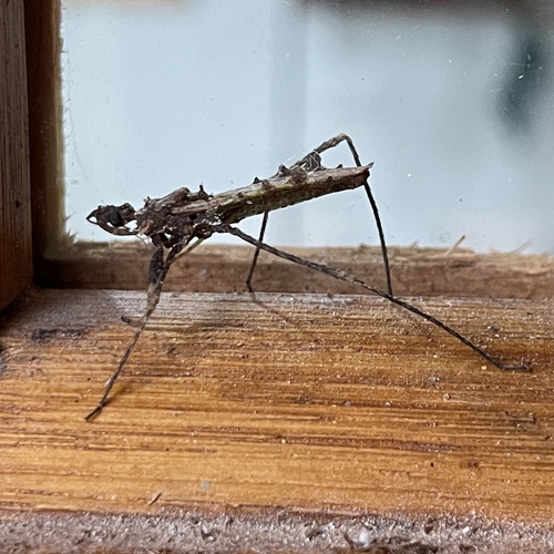 Kodormus barberi