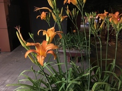 Hemerocallis