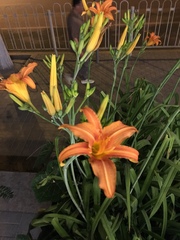 Hemerocallis