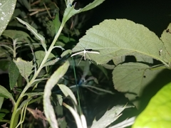 Hellinsia homodactylus