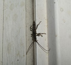 Elytrimitatrix undata