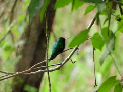 Chlorostilbon lucidus