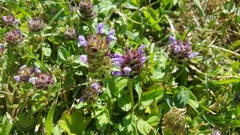 Prunella vulgaris vulgaris